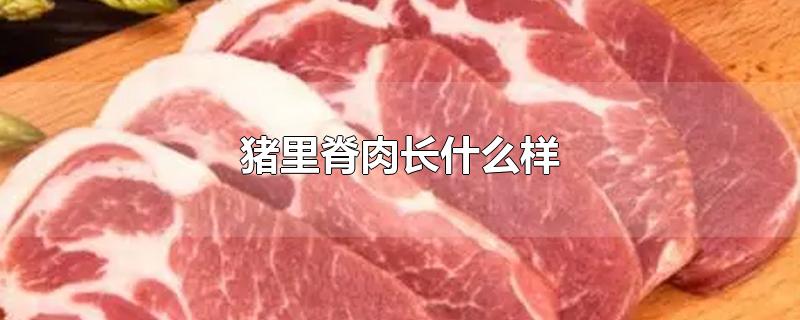 猪里脊肉长什么样