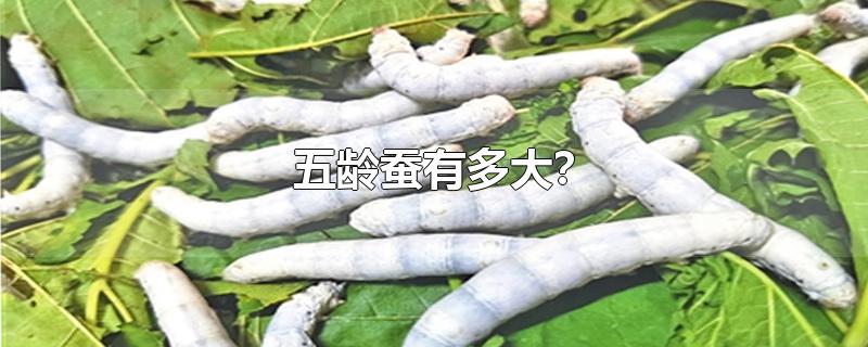 五龄蚕有多大?