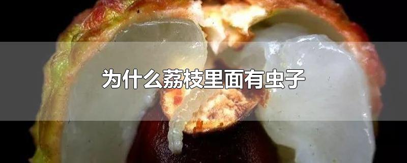 为什么荔枝里面有虫子