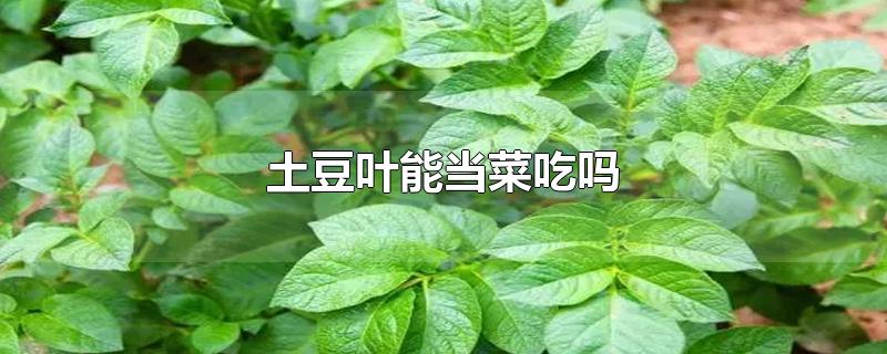 土豆叶能当菜吃吗