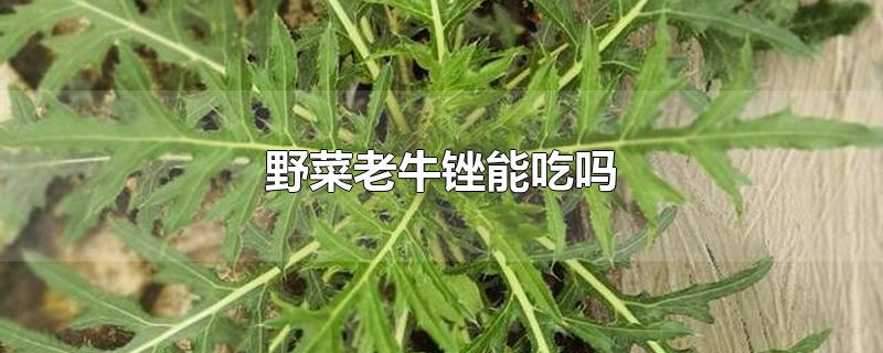 野菜老牛锉能吃吗