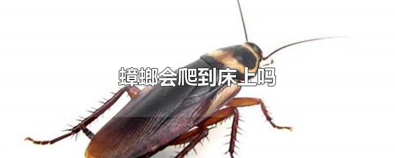 蟑螂会爬到床上吗