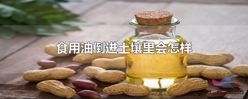 食用油倒进土壤里会怎样