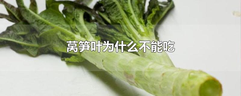 莴笋叶为什么不能吃