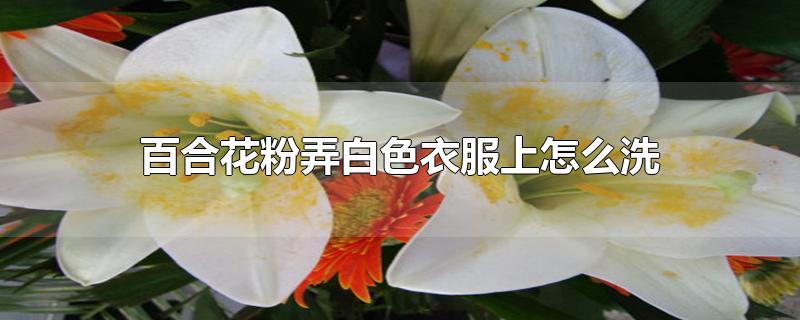 百合花粉弄白色衣服上怎么洗