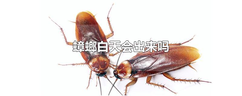 蟑螂白天会出来吗