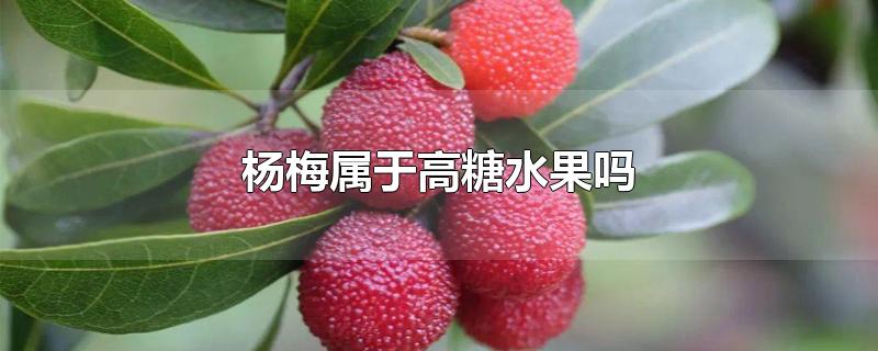 杨梅属于高糖水果吗