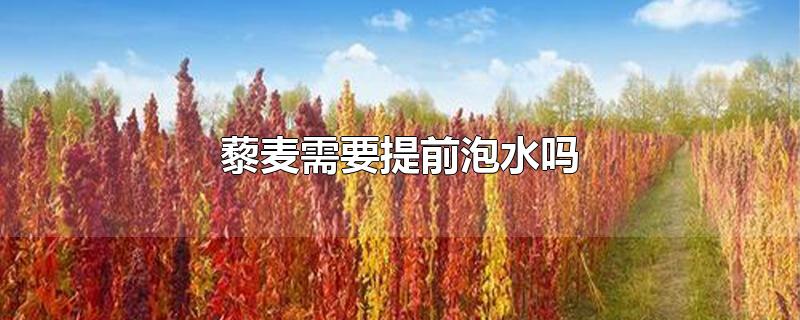 藜麦需要提前泡水吗