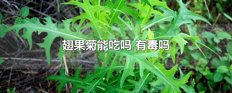 翅果菊能吃吗 有毒吗