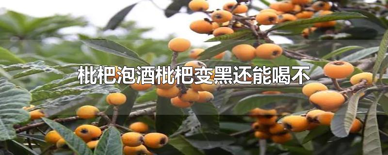 枇杷泡酒枇杷变黑还能喝不