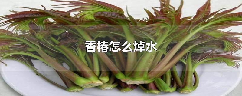 香椿怎么焯水