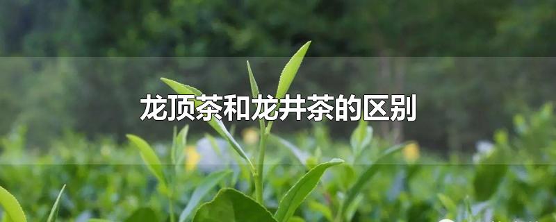 龙顶茶和龙井茶的区别