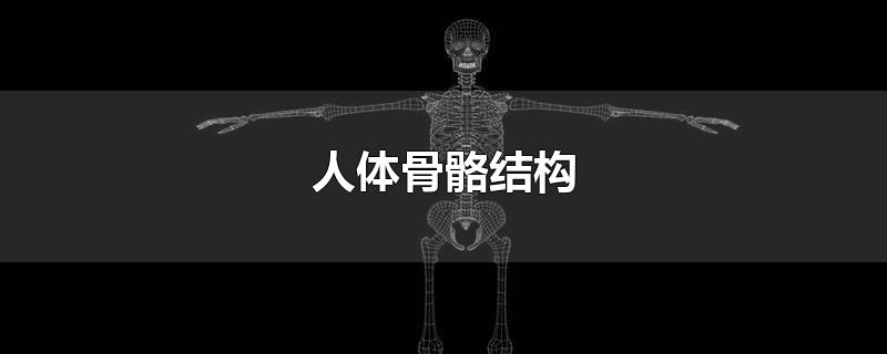 人体骨骼结构