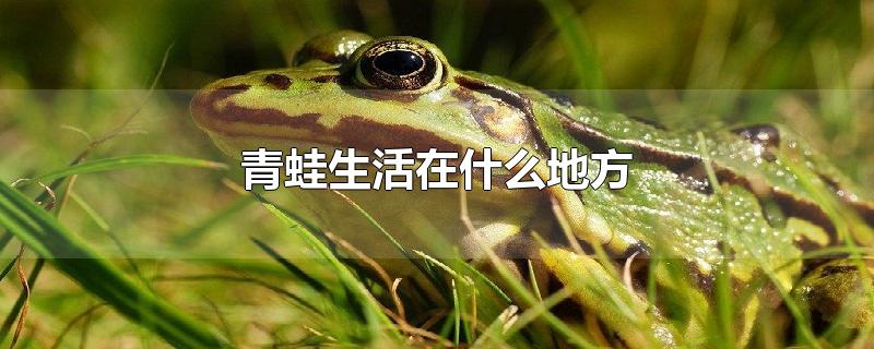 青蛙生活在什么地方