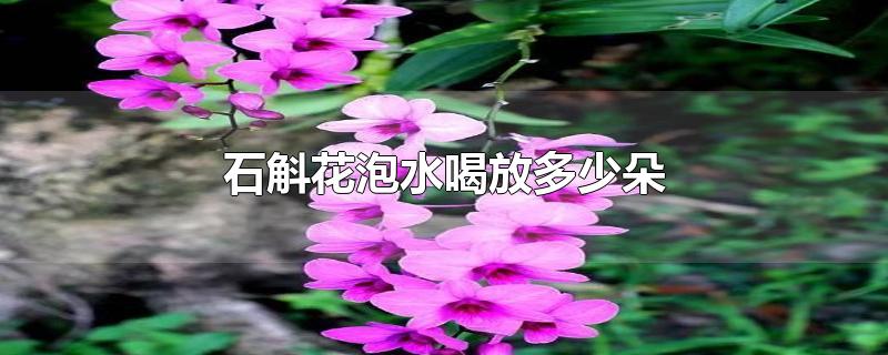 石斛花泡水喝放多少朵