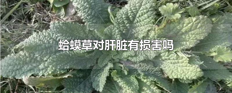 蛤蟆草对肝脏有损害吗