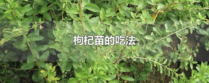 枸杞苗的吃法