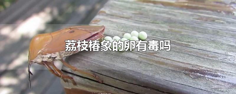 荔枝椿象的卵有毒吗