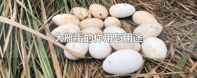 大雁蛋的作用与用途