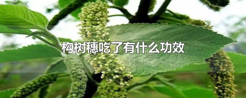 构树穗吃了有什么功效