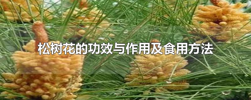 松树花的功效与作用及食用方法