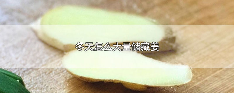 冬天怎么大量储藏姜