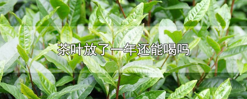 茶叶放了一年还能喝吗