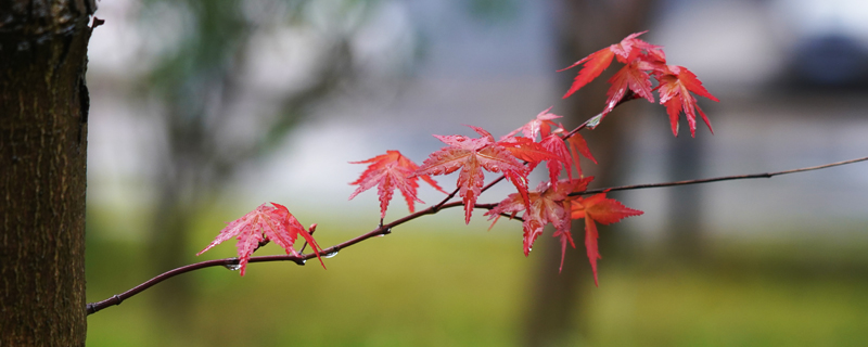 芒果上飞机能带多少斤