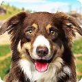 狗狗训练3D(DogTraining:DogGames3D)