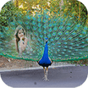 Peacock Feather Photo Frames