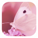 Pinkbutterflylovelytheme